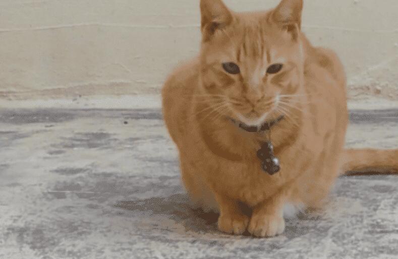 惩罚犯错猫咪有哪些好方法?专治不服气的小猫咪! 惩罚犯错猫咪有哪些好方法?专治不服气的小猫咪!