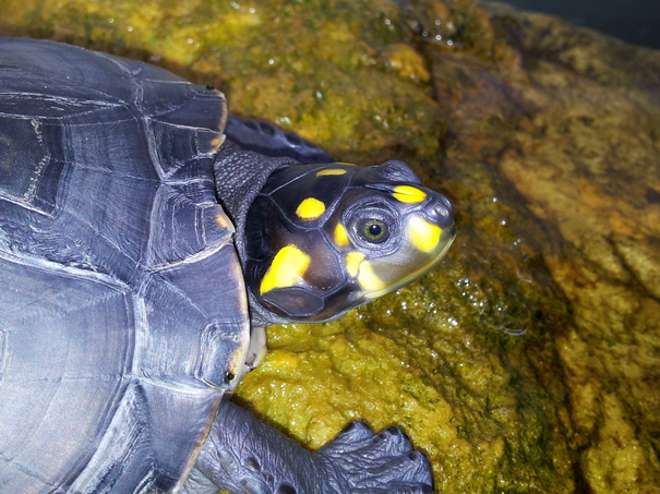 快来看,黄头侧颈龟是保护动物吗?