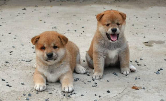 中华田园犬出售价格表