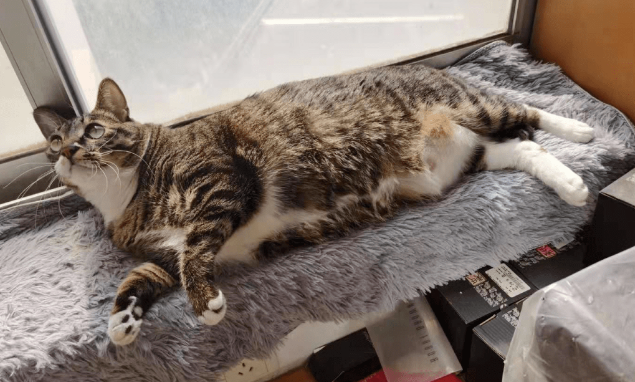 猫咪为什么不拉便便?猫咪为什么不拉粑粑 猫咪为什么不拉便便?猫咪为什么不拉粑粑