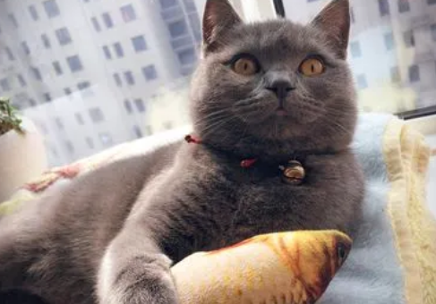 养猫不光要勤打扫,消毒也非常重要! 养猫不光要勤打扫,消毒也非常重要!