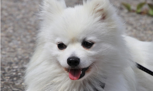 银狐犬为何非常少人养？原因你知道吗？