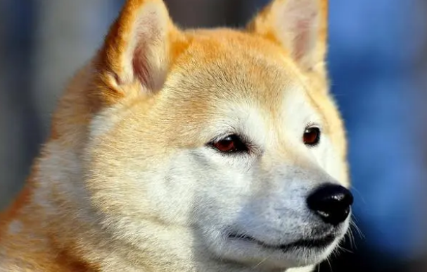 狗狗眼睛红红的是得了什么病？来看看吧