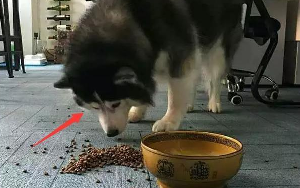 自制阿拉斯加犬狗粮怎么做 自制阿拉斯加犬狗粮怎么做