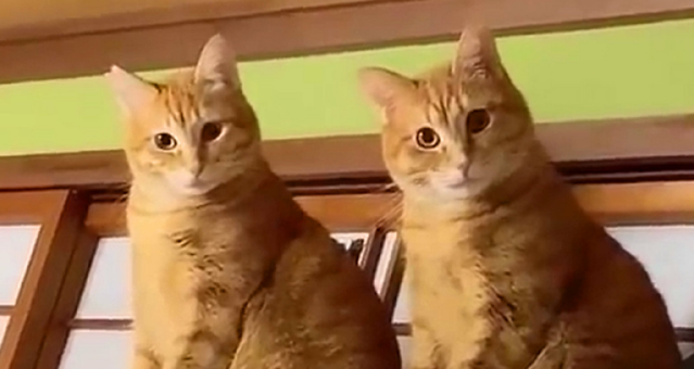 猫咪呕吐不吃食物,但是精神很好?