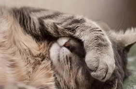 猫咪应该如何预防和治疗白内障？来看看吧