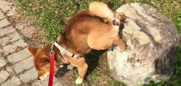 怎样训炼日本柴犬上厕所? 怎样训炼日本柴犬上厕所?