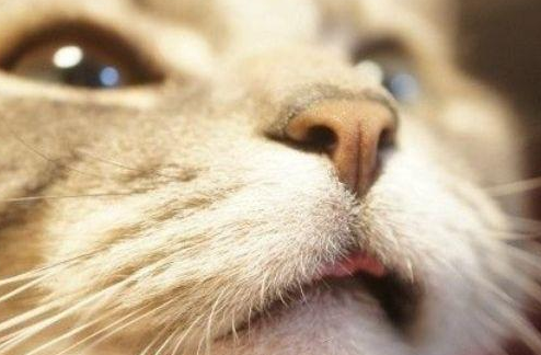 猫咪吐舌头什么意思？不要再以为它们是在单纯卖萌了！
