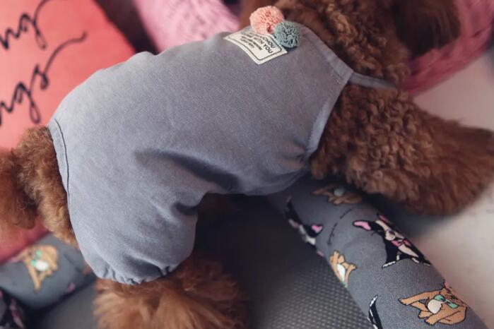 丑丑宠物衣服公司在哪