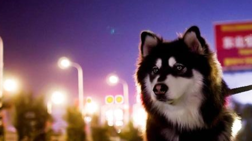 阿拉斯加犬生下小狗狗之后拉肚子是什么原因?教你一些方式! 阿拉斯加犬生下小狗狗之后拉肚子是什么原因?教你一些方式!