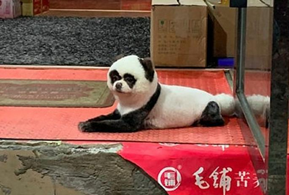 远远看见一只大熊猫趴在地上，凑近一看语塞了：太过分了