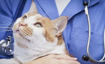 猫咪在手术前需要准备什么？一定要记得这些！