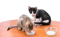 猫咪多久断奶合适