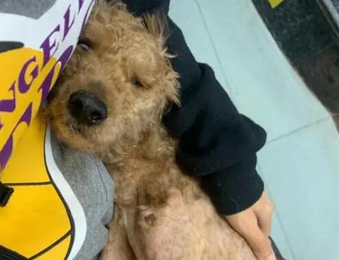 犬布鲁氏菌病的临床特征和防治 犬布鲁氏菌病的临床特征和防治