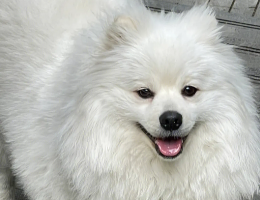 银狐犬的智商怎么样？
