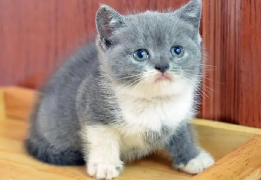 重点色英短猫价格值钱吗