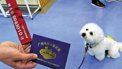 给狗狗申请办理工作犬证攻略大全 给狗狗申请办理工作犬证攻略大全