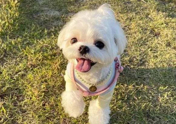狗狗异味怎么处理？不妨来看看吧