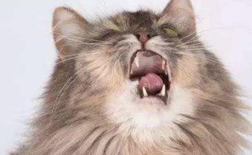 导致猫咪打喷嚏的原因有哪些