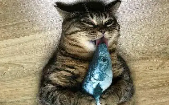 猫咪偷吃东西怎么办?来看看吧 猫咪偷吃东西怎么办?来看看吧