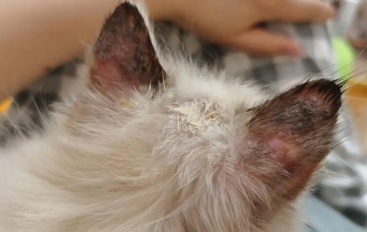 猫癣可以自愈吗