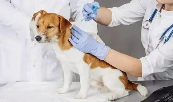 春季狗狗打疫苗要注意的几个问题！