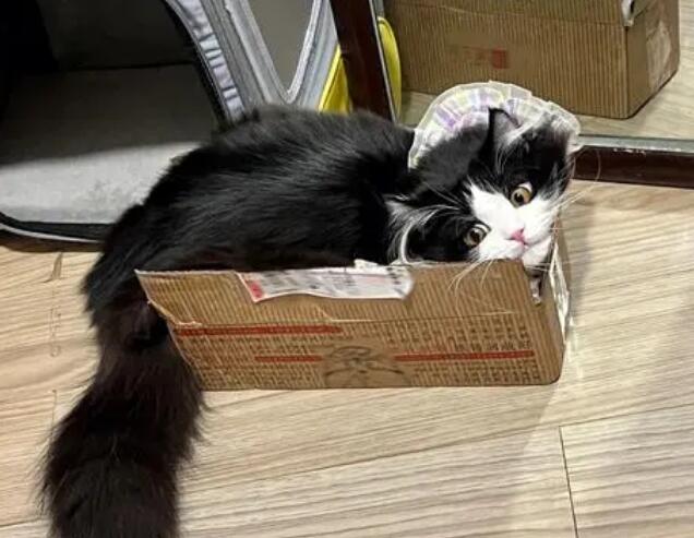 快递猫怎么寄 快递猫怎么寄