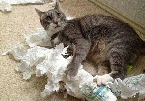 铲屎官如何训练猫咪不跳上床呢?来看看吧 铲屎官如何训练猫咪不跳上床呢?来看看吧