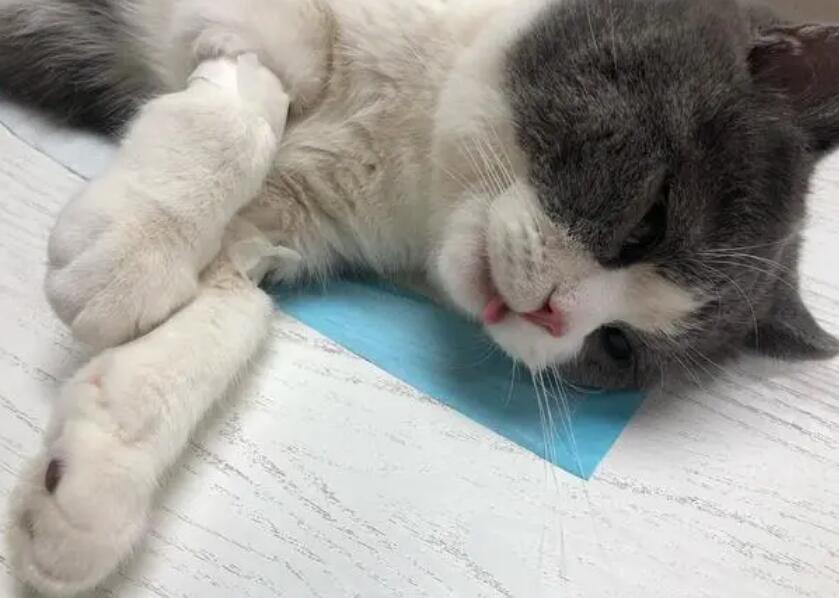 公猫绝育套餐陷阱
