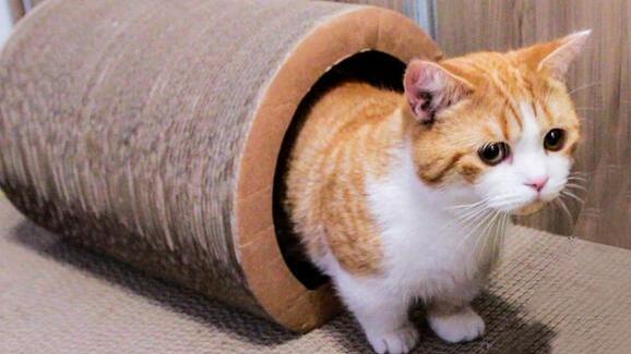 猫咪钻被窝为什么不好?很多铲屎官不知道原因!(图2)