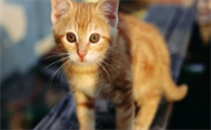 钙磷对犬猫有多重要?钙磷代谢对于猫咪机体的影响!