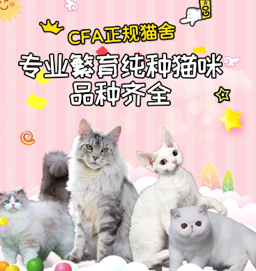 广州正规猫舍推荐