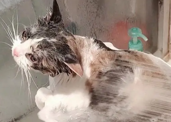 宠物猫洗一次澡多少钱