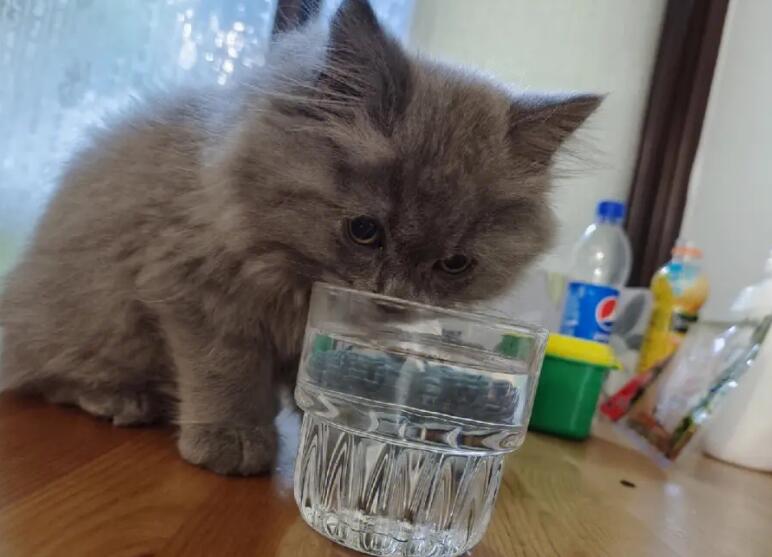 猫咪突然疯狂爱喝水, 铲屎官可不要高兴得太早!