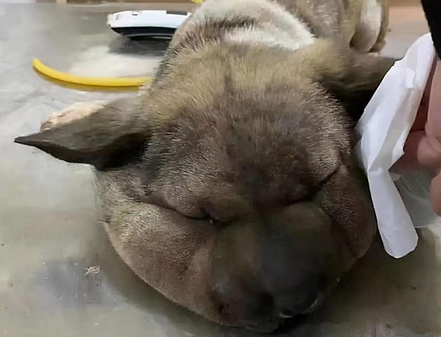 流浪狗头比身体还大,以为是被蜜蜂蛰了,了解情况后心疼不已 流浪狗头比身体还大,以为是被蜜蜂蛰了,了解情况后心疼不已