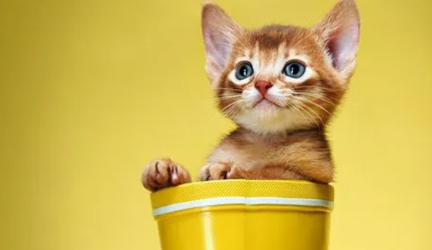 猫咪拉稀肚子咕噜咕噜响怎么回事? 猫咪拉稀肚子咕噜咕噜响怎么回事?