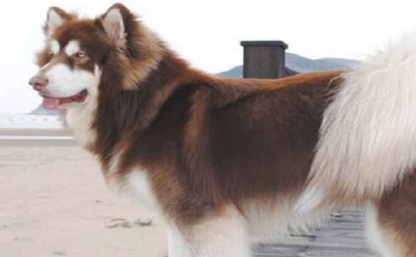 想养阿拉斯加犬吗？陪你掌握他的五个缺点，看了再决策养不养！