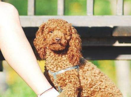 泰迪犬骑跨的3大原因！