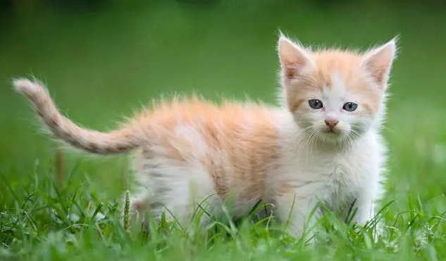 在路上见到猫猫，怎样打招呼才能得到回应？