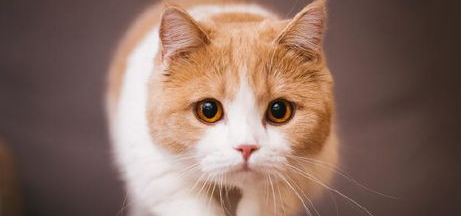 对猫猫健康有益的食物(哪些食物对猫咪身体有害) 对猫猫健康有益的食物(哪些食物对猫咪身体有害)