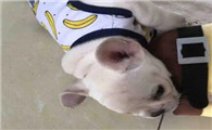 狗用的肠胃宝里都有什么