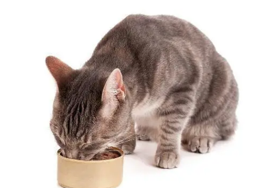 贝田猫罐头测评 贝田猫罐头测评