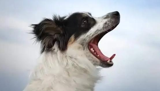 狗狗为什么能拼命的叫人呢 狗狗为什么能拼命的叫人呢