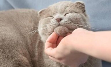 猫咪为什么摸都不让摸 猫咪为什么摸都不让摸