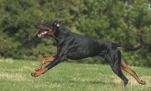 海外普遍的7种禁养犬，这种狗狗凶狠且不容易训练