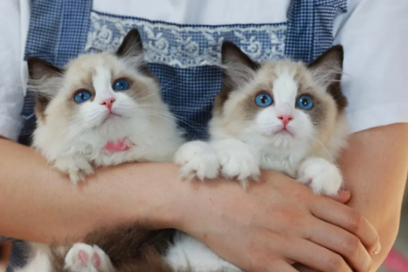 哪里有布偶猫猫舍