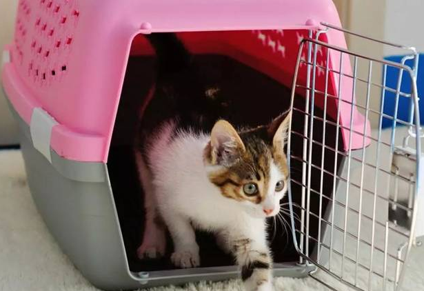 猫咪可以托运吗