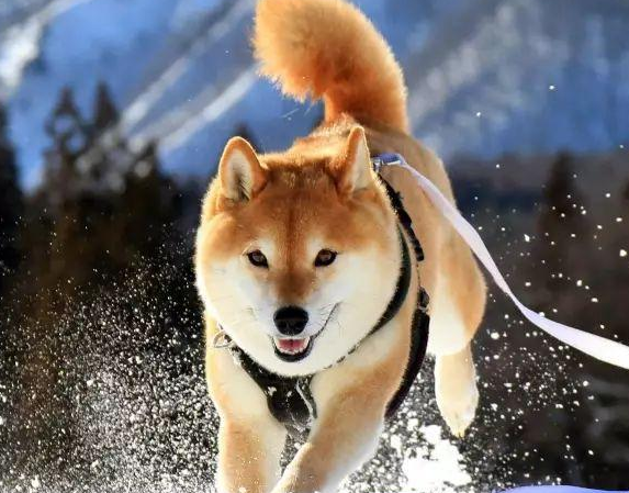 日本柴犬的冷门知识都有什么?你知道吗? 日本柴犬的冷门知识都有什么?你知道吗?