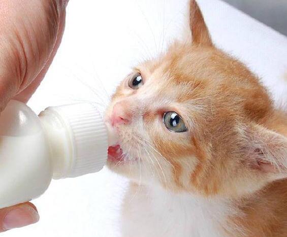 猫能喝奶粉吗? 为什么要喝羊奶粉? 猫能喝奶粉吗? 为什么要喝羊奶粉?