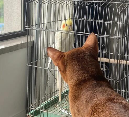 猫会吃笼子里的鹦鹉吗